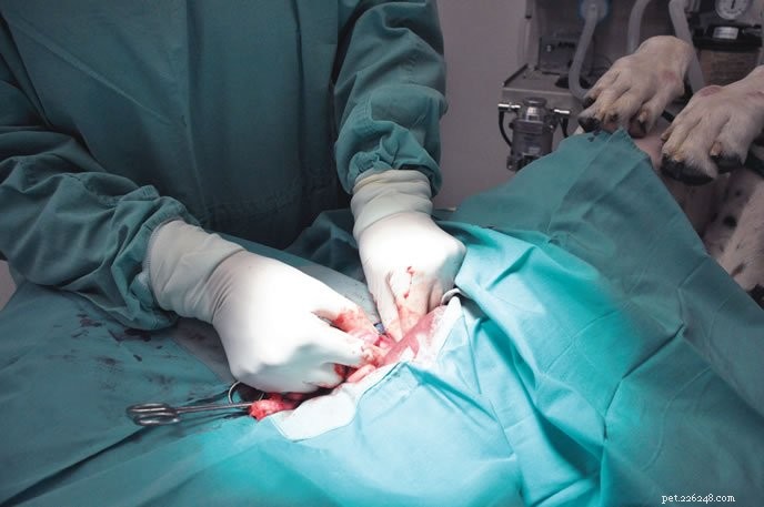 Preparing Your Dog for Surgery: Proven Steps for a Safe, Successful Outcome