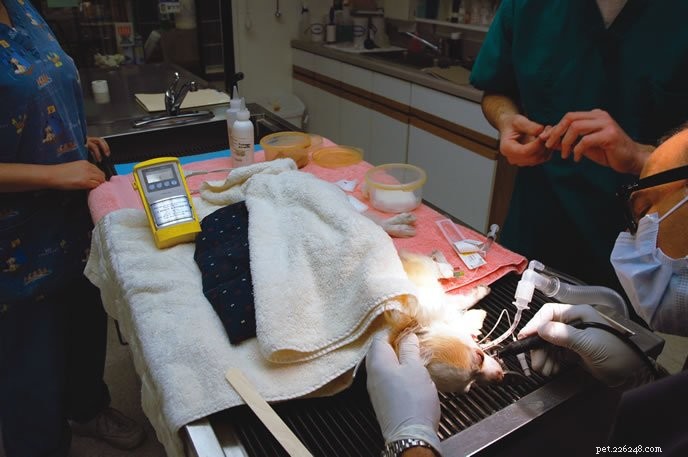 Essential Guide to Canine Anesthesia Before Vet Procedures