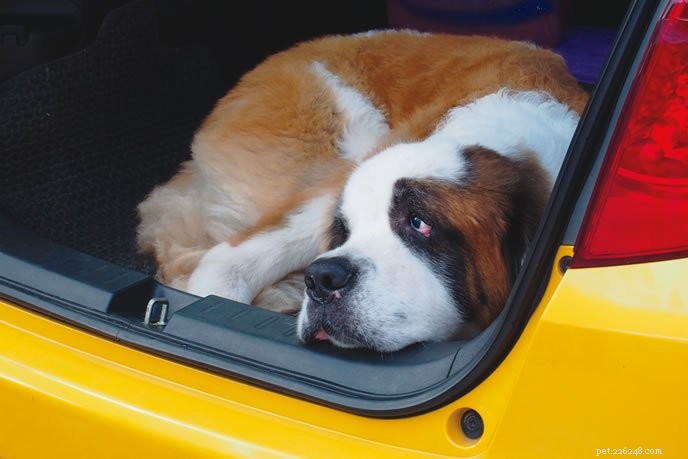 How to Relieve Your Dog’s Motion Sickness – Expert Tips & Safe Remedies