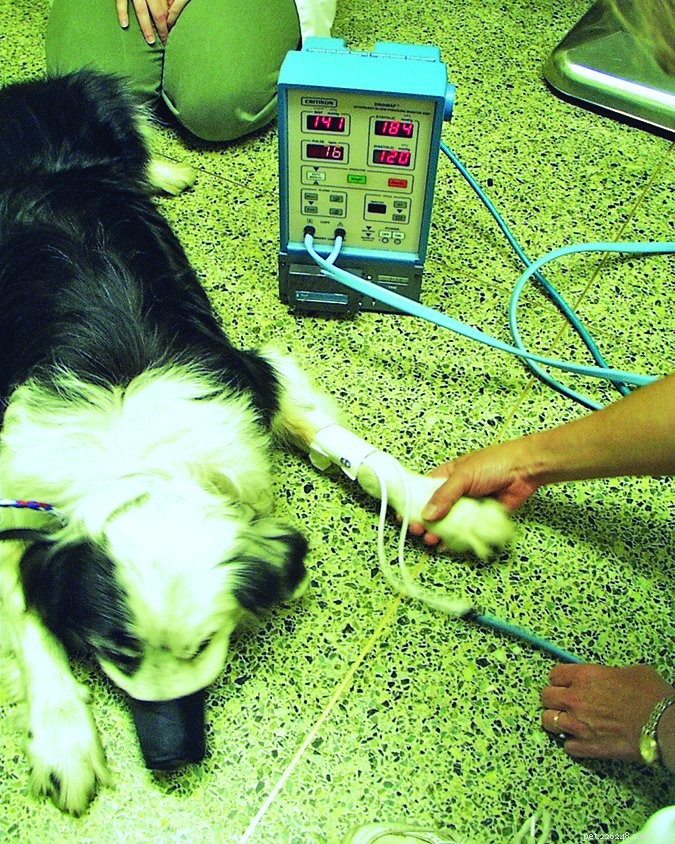 Blood Pressure Testing in Dogs: When Is It Worth the Investment?