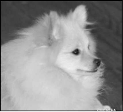 Parvovirus Outbreak Claims Pomeranian: Owner Shares Life‑Saving Lessons