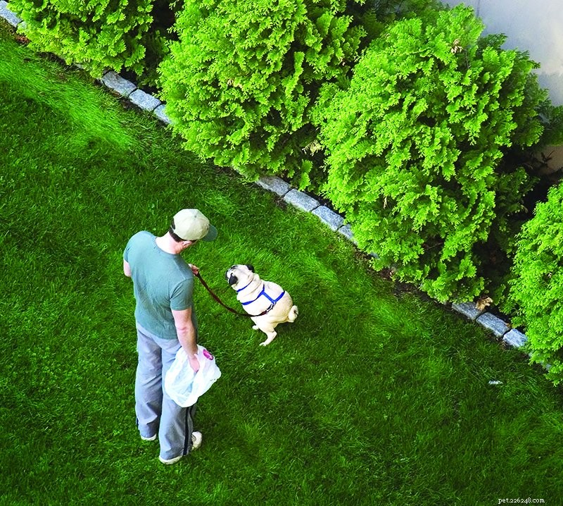 The Unexpected Science Behind Dog Waste Collection