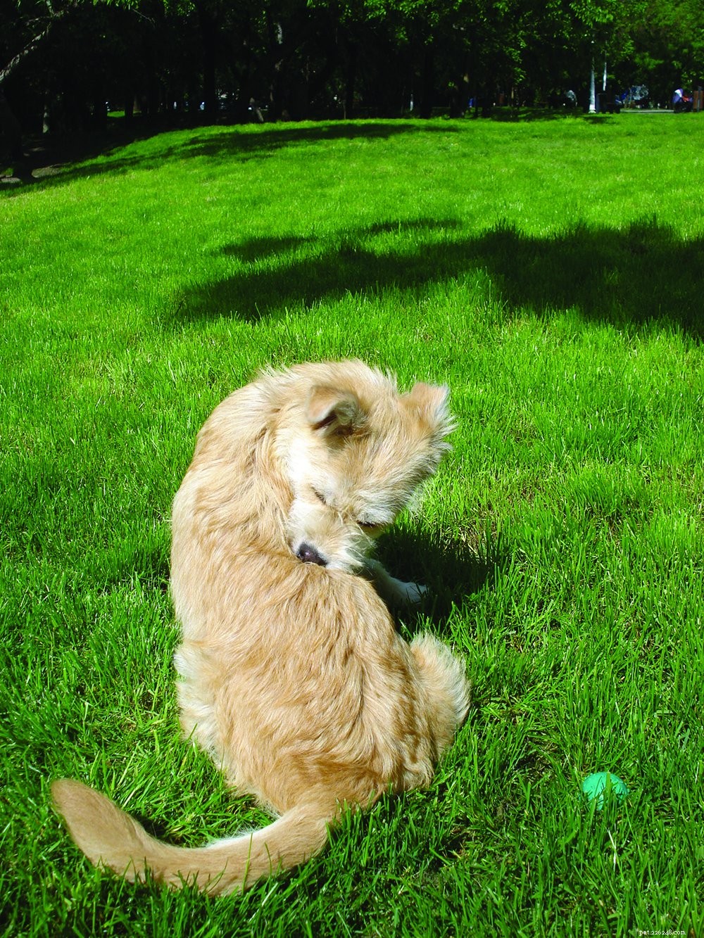 Canine Atopic Dermatitis: Comprehensive Guide to Diagnosis and Management