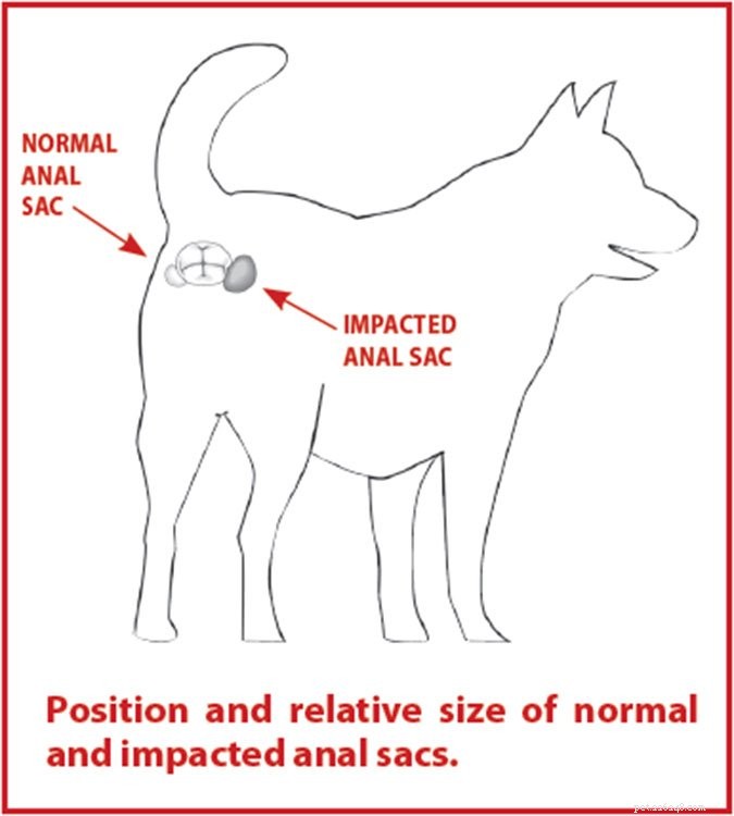Understanding Canine Anal Sacs: Causes, Care, and Common Problems
