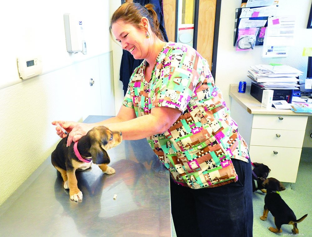 Why Puppies Need a Complete Vaccination Series: A Veterinarian s Guide