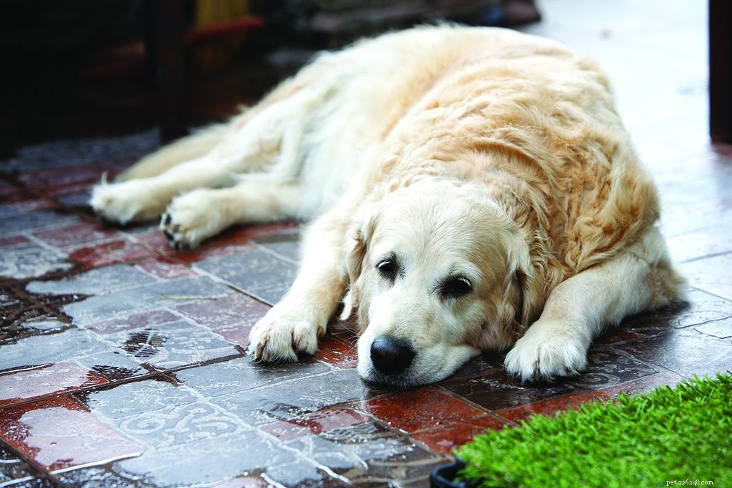 Veterinary Pain Management for Dogs: Modern, Compassionate Care