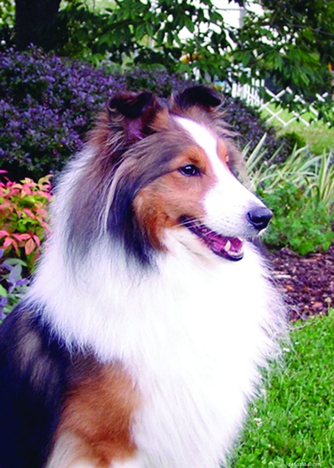 Dog Vomiting: Causes, Symptoms, and When to Seek Veterinary Care