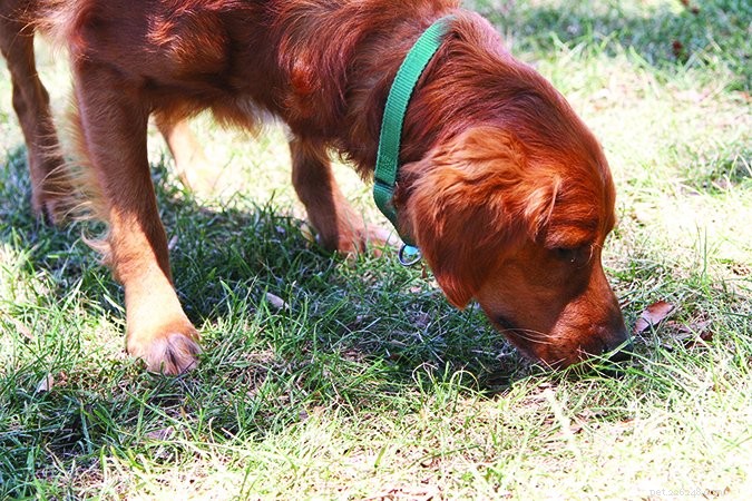 The Hidden Danger of Retained Testicles in Dogs