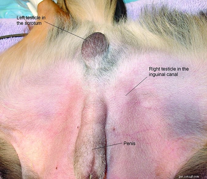 The Hidden Danger of Retained Testicles in Dogs