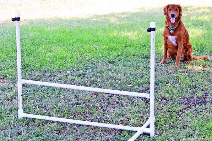 The Hidden Danger of Retained Testicles in Dogs