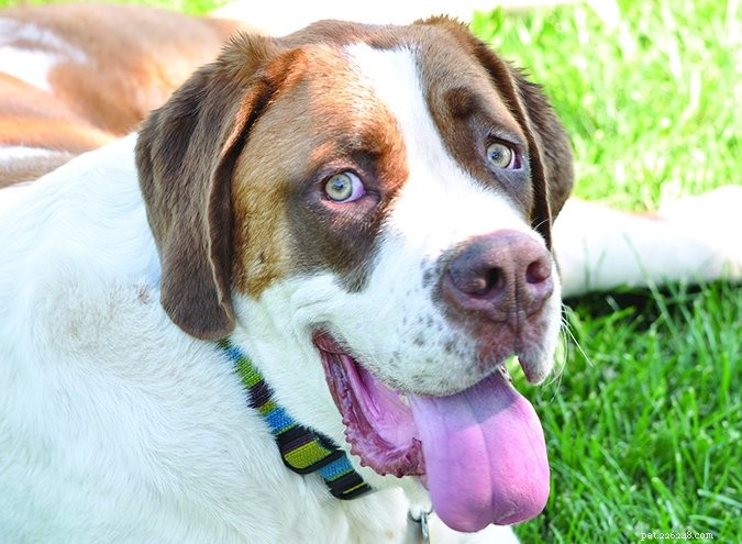Essential Vitamin D for Dogs: How Much, Where to Get It, and Safe Supplementation