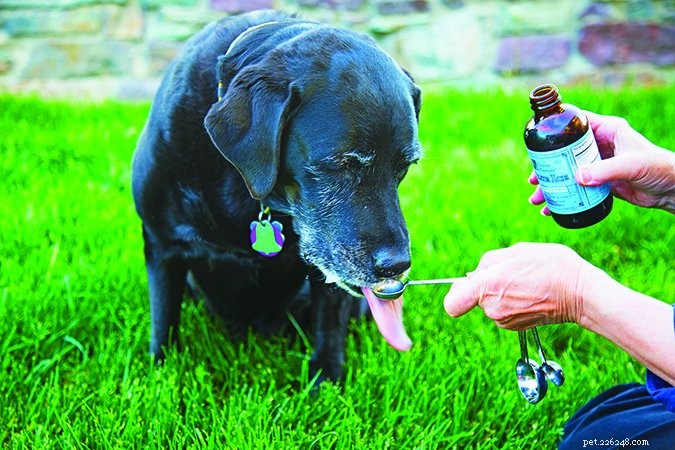 Essential Vitamin D for Dogs: How Much, Where to Get It, and Safe Supplementation