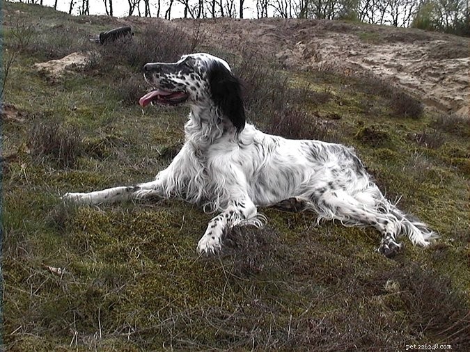 Top 29 Dog Breeds Most Prone to Hypothyroidism
