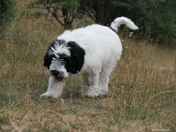 Top 29 Dog Breeds Most Prone to Hypothyroidism
