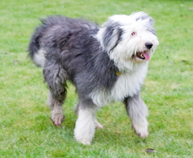 Top 29 Dog Breeds Most Prone to Hypothyroidism