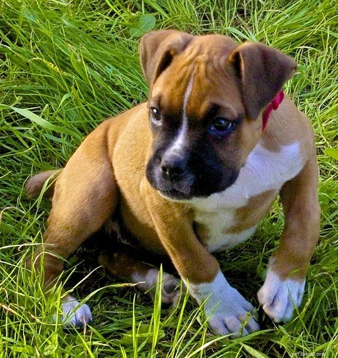 Top 29 Dog Breeds Most Prone to Hypothyroidism