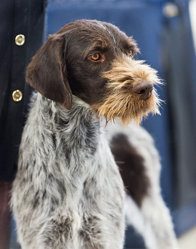 Top 29 Dog Breeds Most Prone to Hypothyroidism