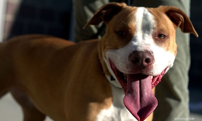 Top 29 Dog Breeds Most Prone to Hypothyroidism