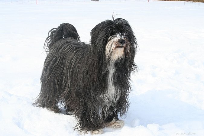 Top 29 Dog Breeds Most Prone to Hypothyroidism