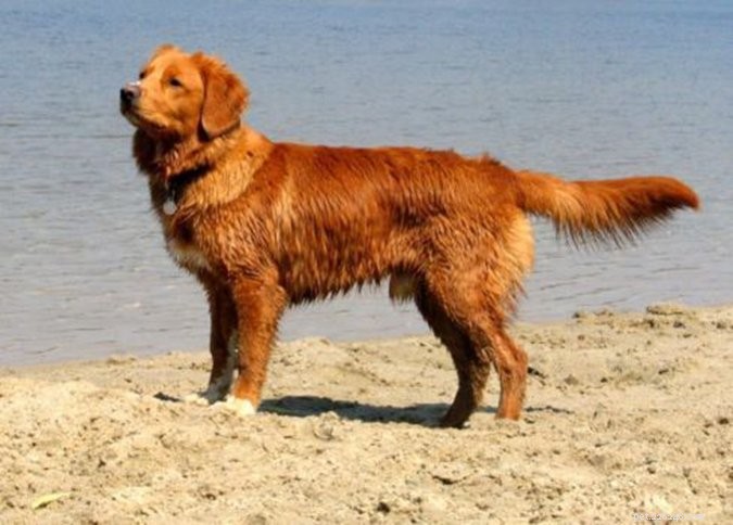 Top 29 Dog Breeds Most Prone to Hypothyroidism