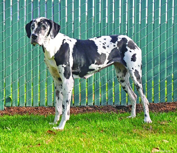Gastropexy: The Proven Solution for Dog Bloating