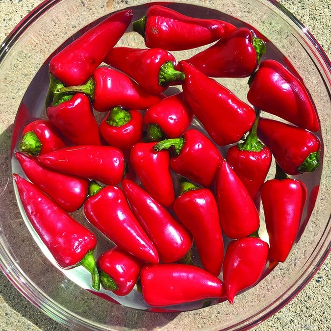 Cayenne for Dogs: Safe, Healthy, and Surprisingly Beneficial