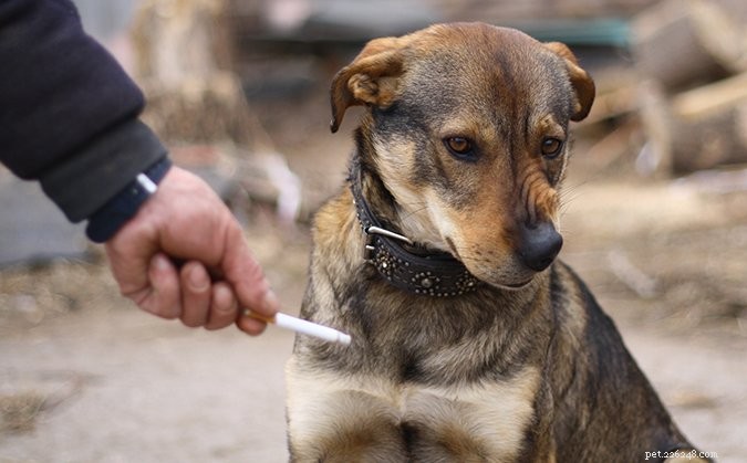 9 Expert Steps to Care for Your Puppy with Kennel Cough