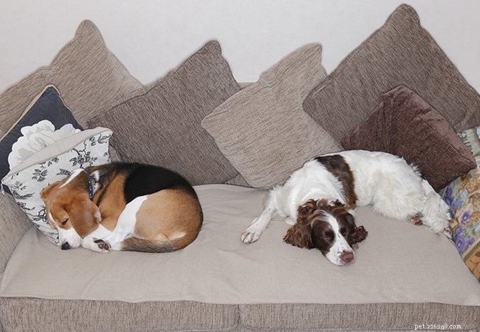 9 Expert Steps to Care for Your Puppy with Kennel Cough