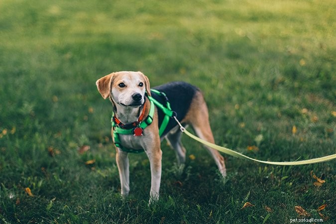9 Expert Steps to Care for Your Puppy with Kennel Cough
