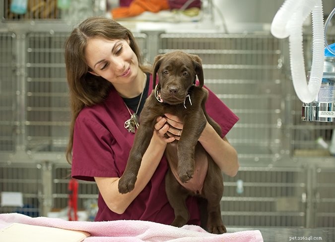 9 Expert Steps to Care for Your Puppy with Kennel Cough
