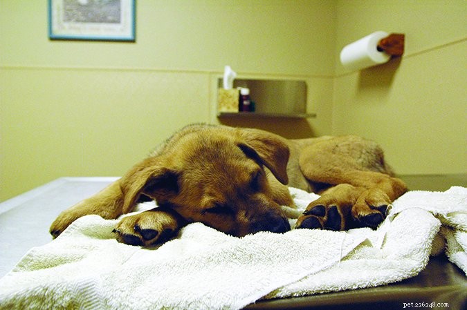Understanding Canine Parvovirus: Symptoms, Prevention, and Care