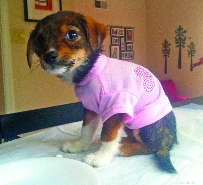 Understanding Canine Parvovirus: Symptoms, Prevention, and Care