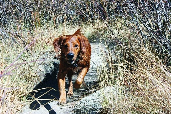 How to Treat Your Dog s Hypothyroidism: A Practical Guide