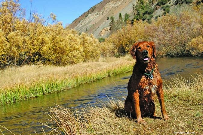 How to Treat Your Dog s Hypothyroidism: A Practical Guide