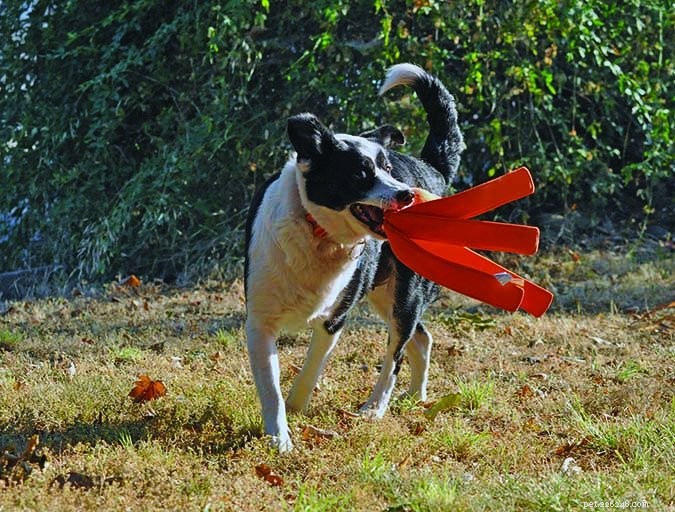 Natural Herbal Solutions to Relieve Your Dog s Arthritis Pain