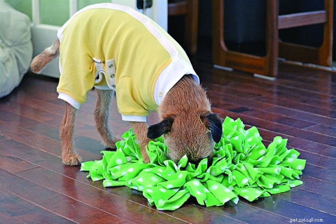 How to Ensure a Smooth Post‑Surgery Recovery for Your Dog