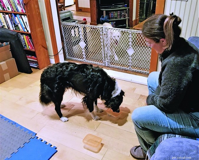 How to Ensure a Smooth Post‑Surgery Recovery for Your Dog