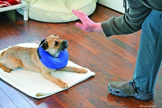 How to Ensure a Smooth Post‑Surgery Recovery for Your Dog