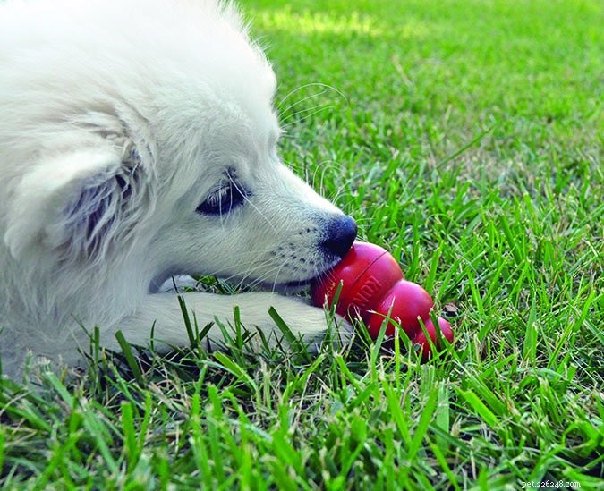 How to Ensure a Smooth Post‑Surgery Recovery for Your Dog