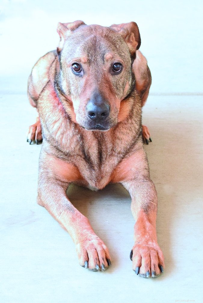 Canine Fecal Transplant Therapy: Benefits & Safety Guide