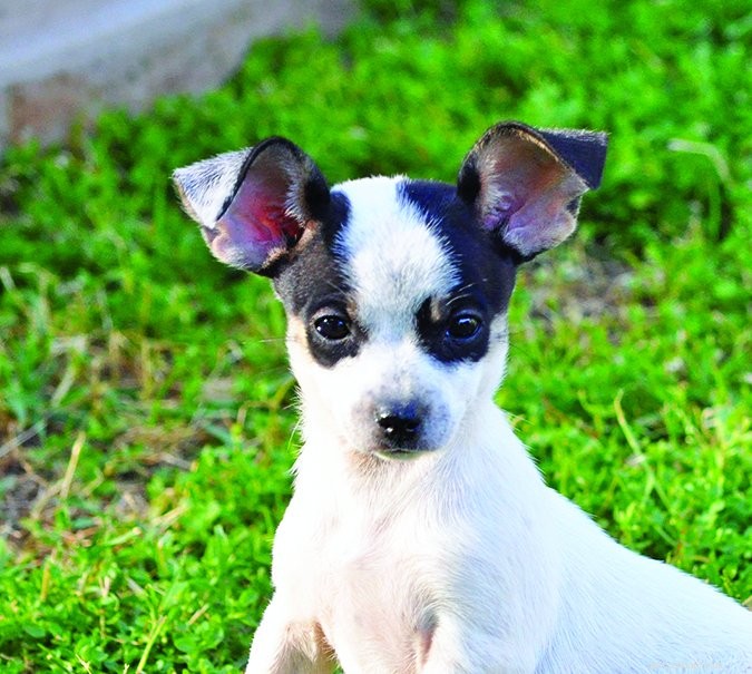 Canine Fecal Transplant Therapy: Benefits & Safety Guide