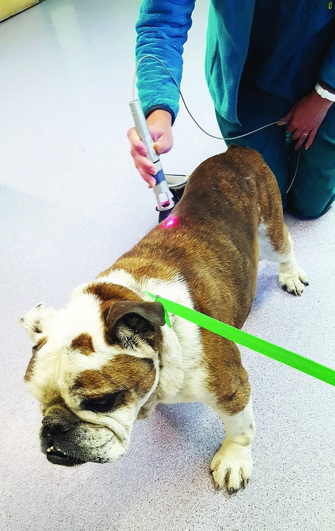 Effective Laser Therapy for Arthritis Relief in Dogs