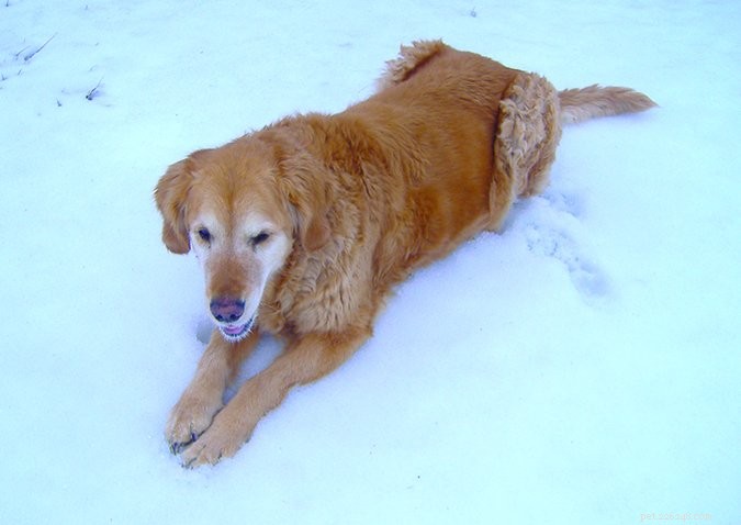 Effective Laser Therapy for Arthritis Relief in Dogs