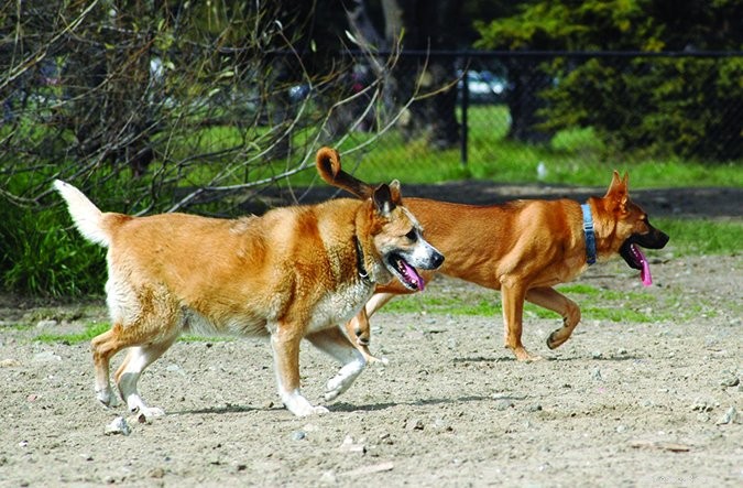 Effective Laser Therapy for Arthritis Relief in Dogs