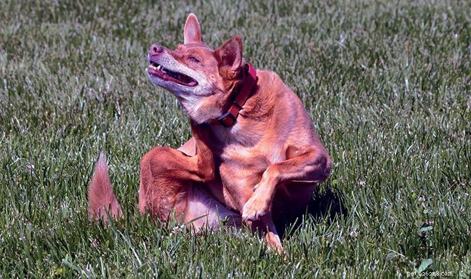 Top Prescription Oral Flea Treatments for Dogs: Safe & Effective