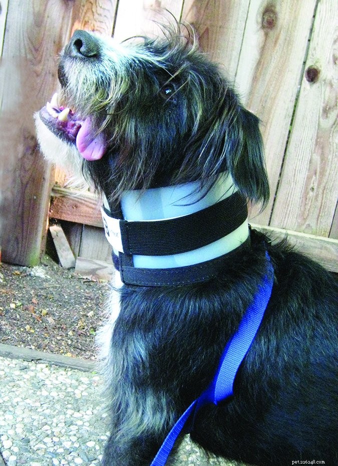 Top Dog Cone Alternatives – 2017