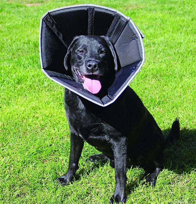Top Dog Cone Alternatives – 2017