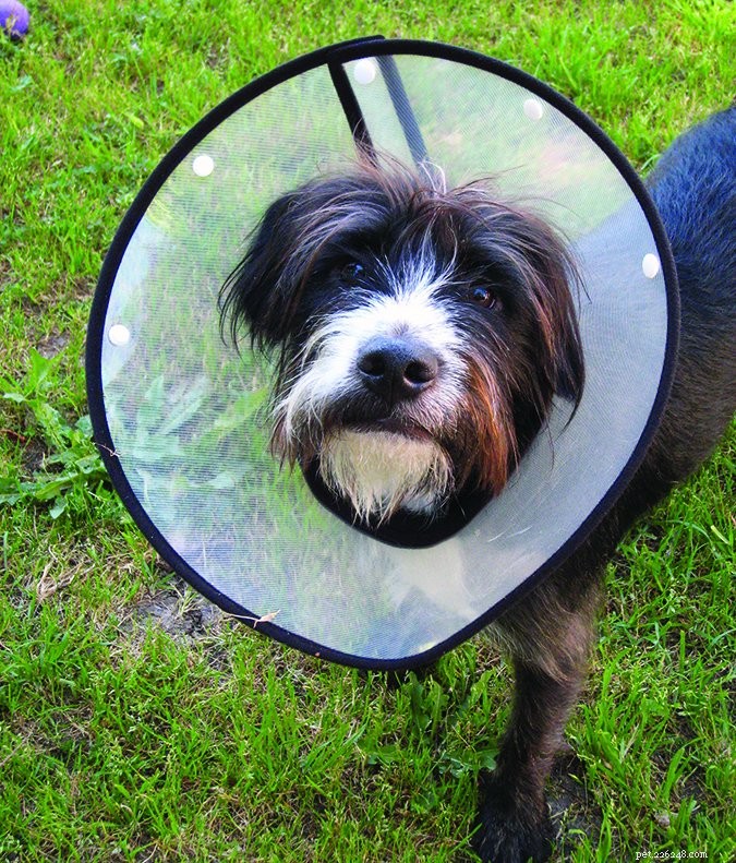 Top Dog Cone Alternatives – 2017