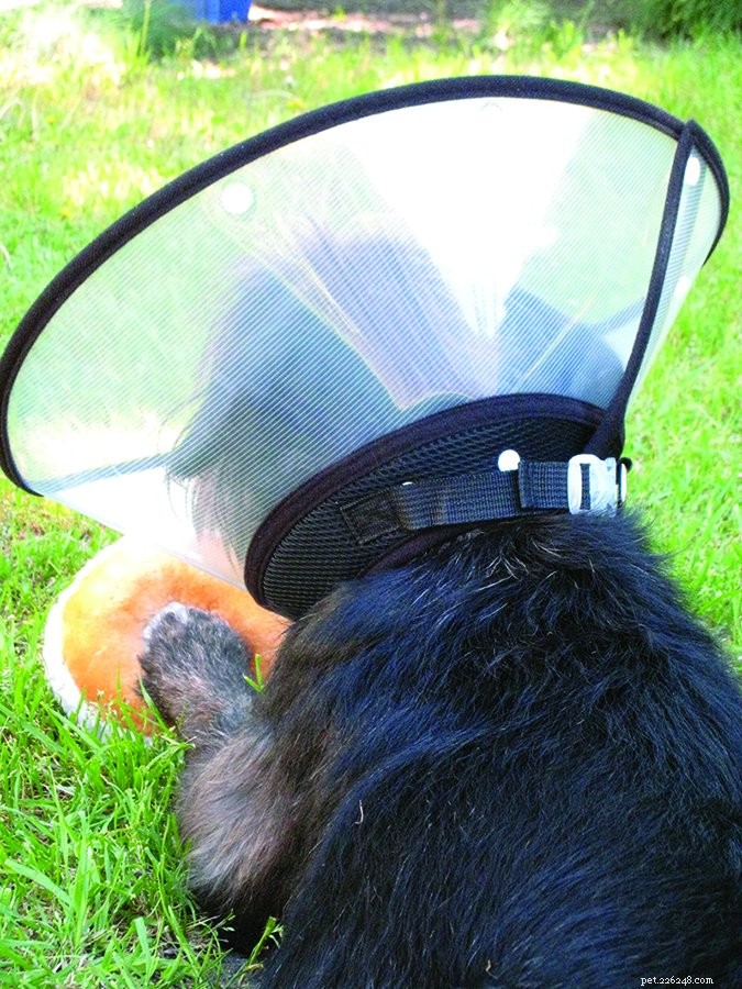 Top Dog Cone Alternatives – 2017