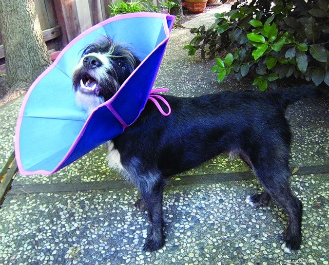 Top Dog Cone Alternatives – 2017